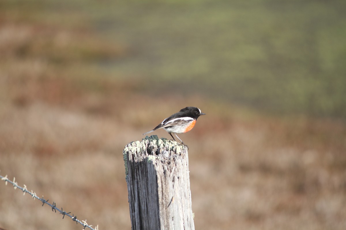 Scarlet Robin - ML621825447