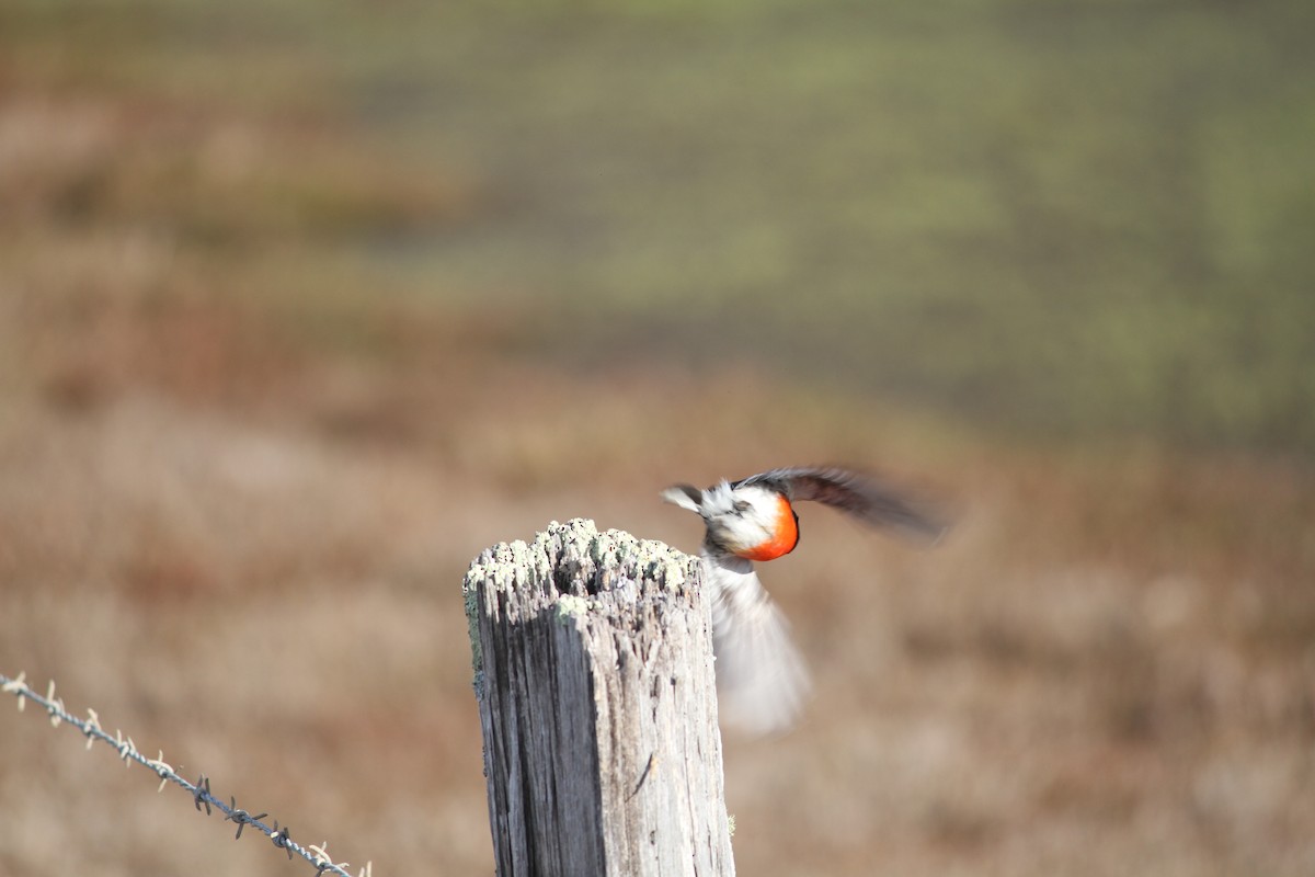 Scarlet Robin - ML621825448
