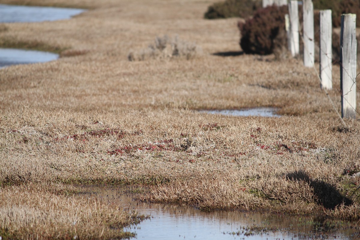 Australian Pipit - ML621825500