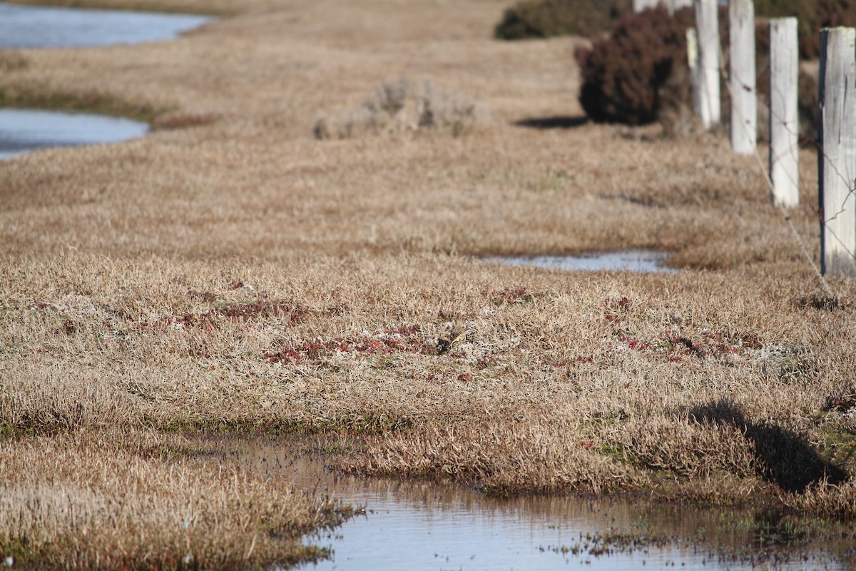 Australian Pipit - ML621825501