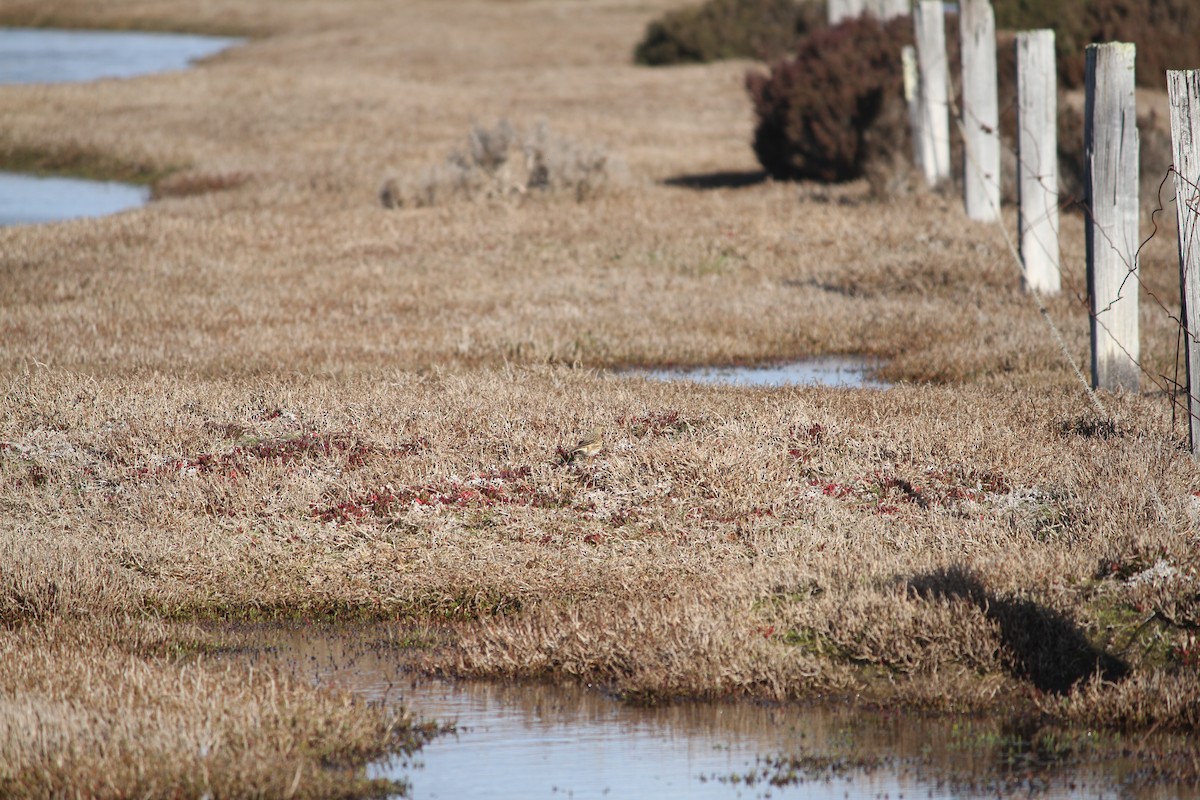 Australian Pipit - ML621825502