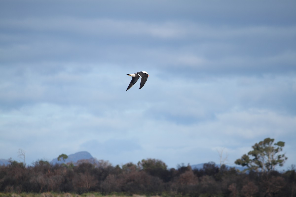 Pacific Gull - ML621825532
