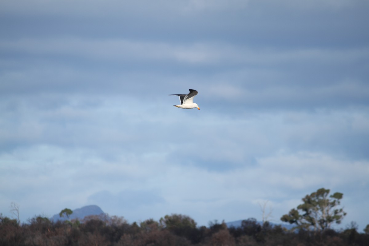 Pacific Gull - ML621825533