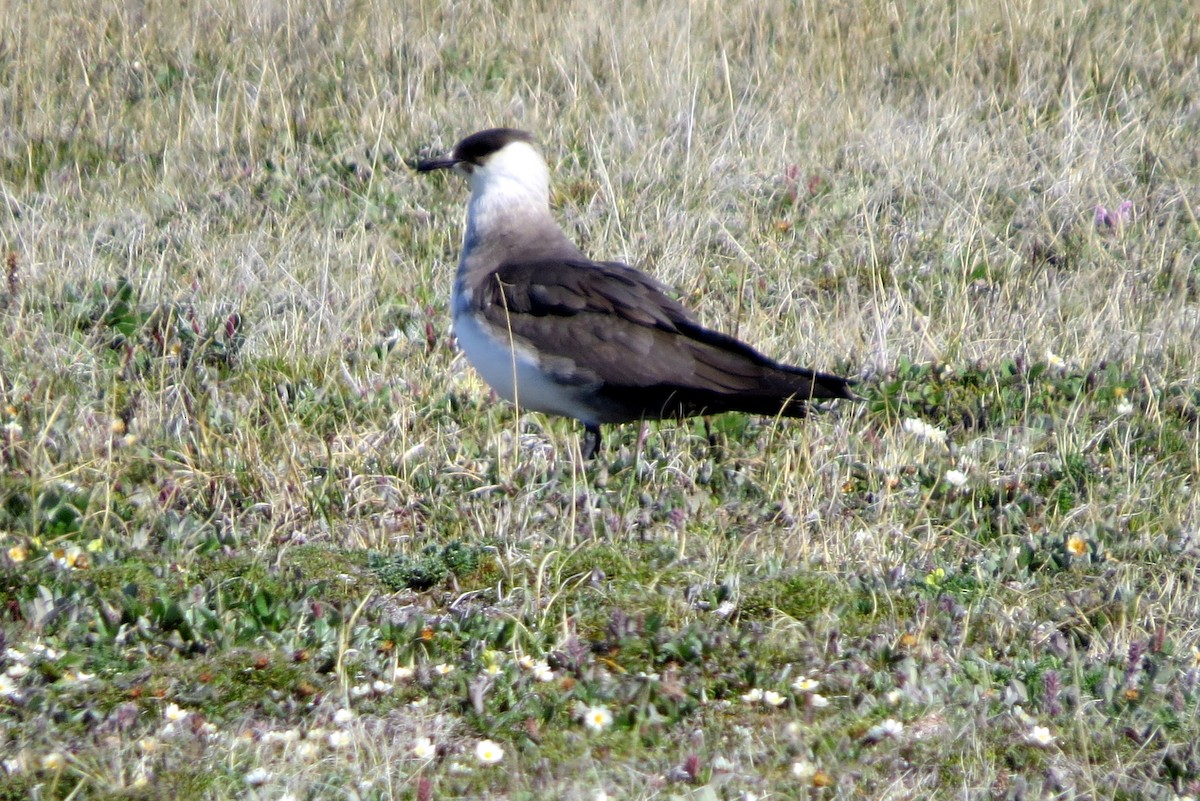 Parasitic Jaeger - ML621825534