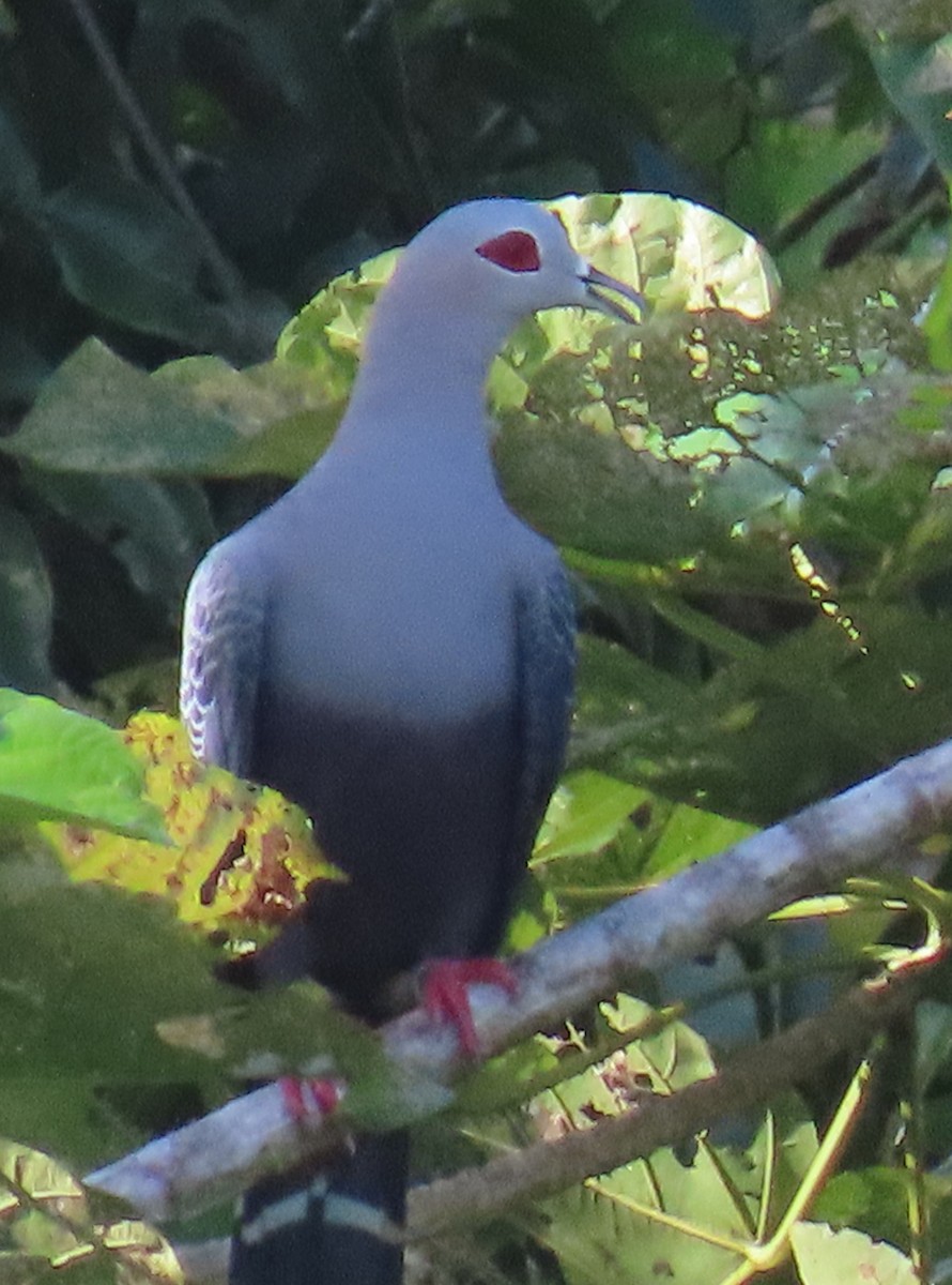 Pinon's Imperial-Pigeon - ML621825543