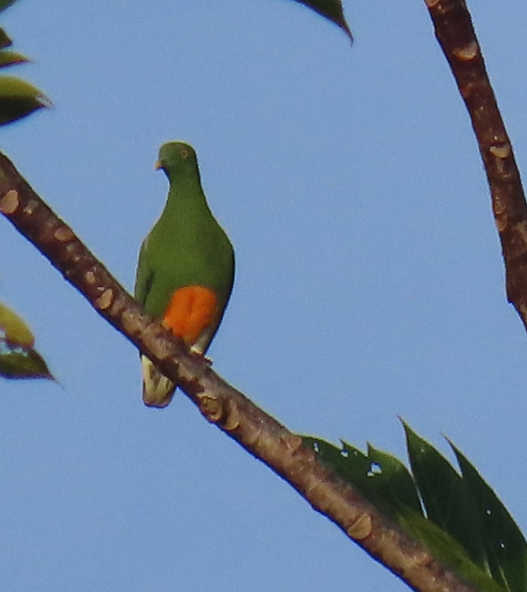 Orange-bellied Fruit-Dove - ML621825568