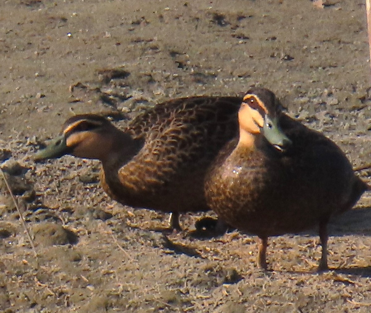 Pacific Black Duck - ML621825574