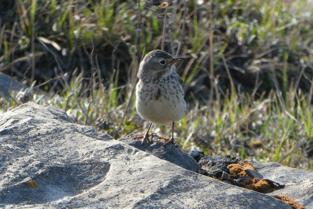 American Pipit - ML621825578