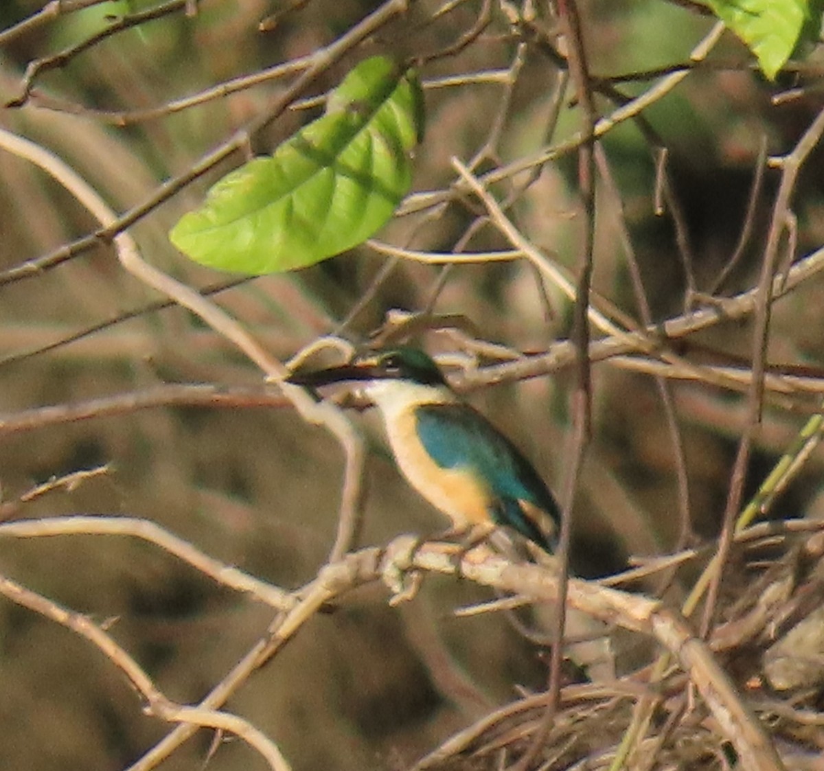 Sacred Kingfisher - ML621825590