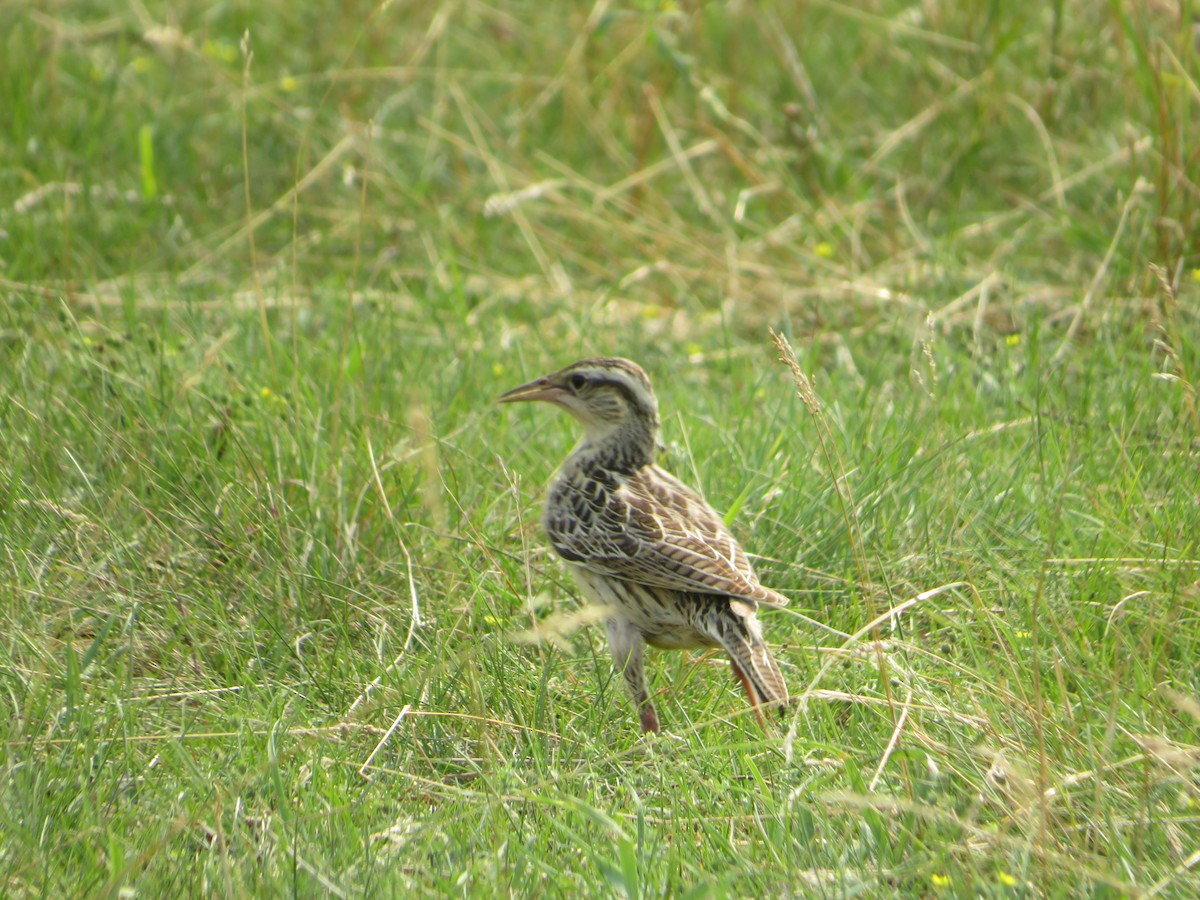 Western Meadowlark - Matthew Thompson