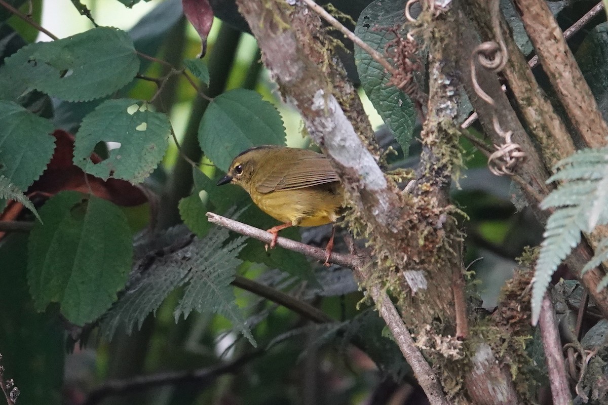 Two-banded Warbler - Toby Holmes