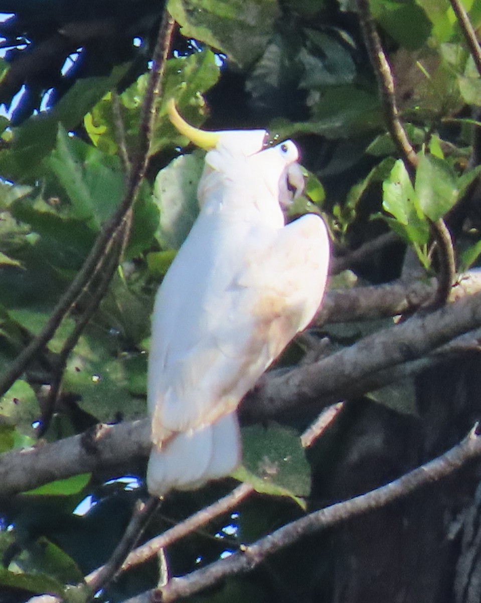 Sulphur-crested Cockatoo - Elizabeth Lyons