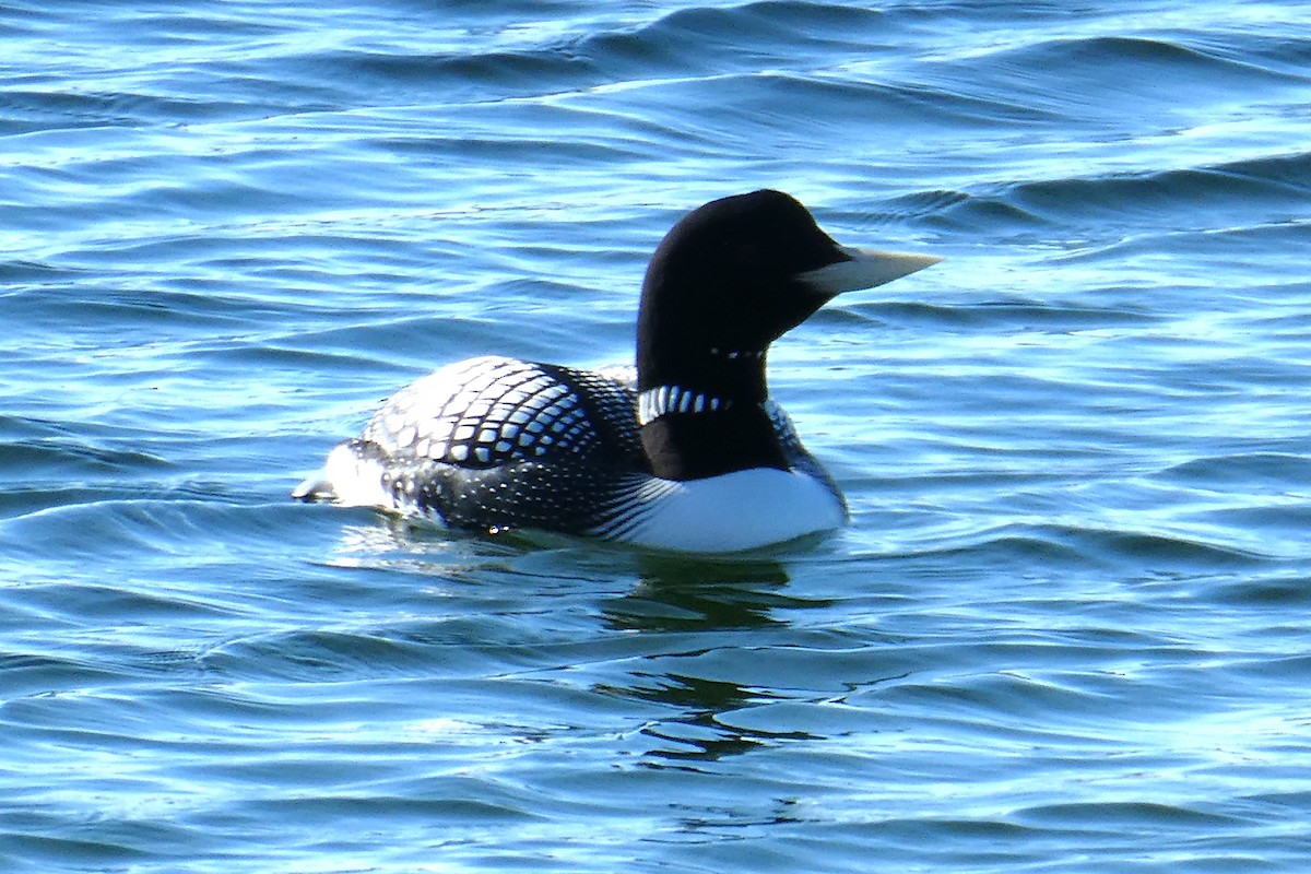 Yellow-billed Loon - ML621825610