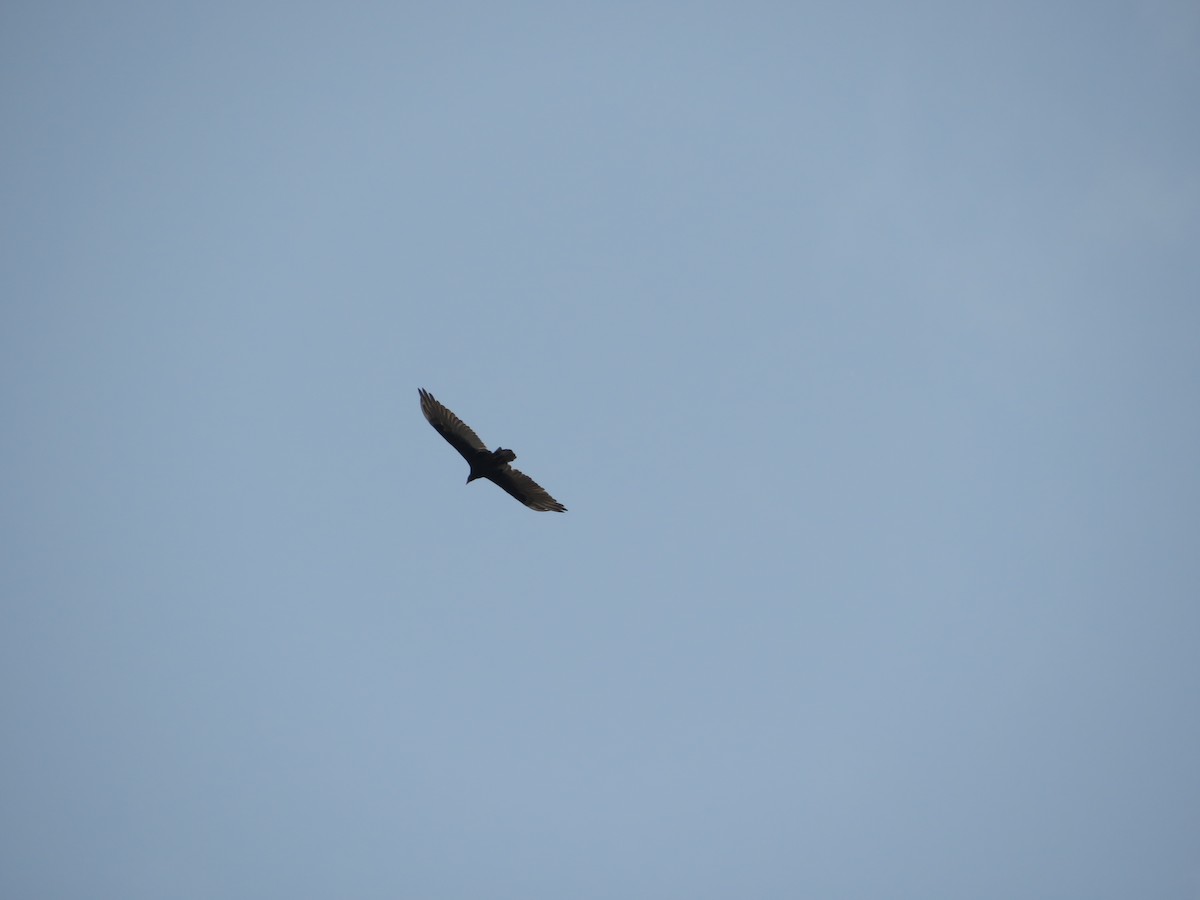 Turkey Vulture - ML621825629