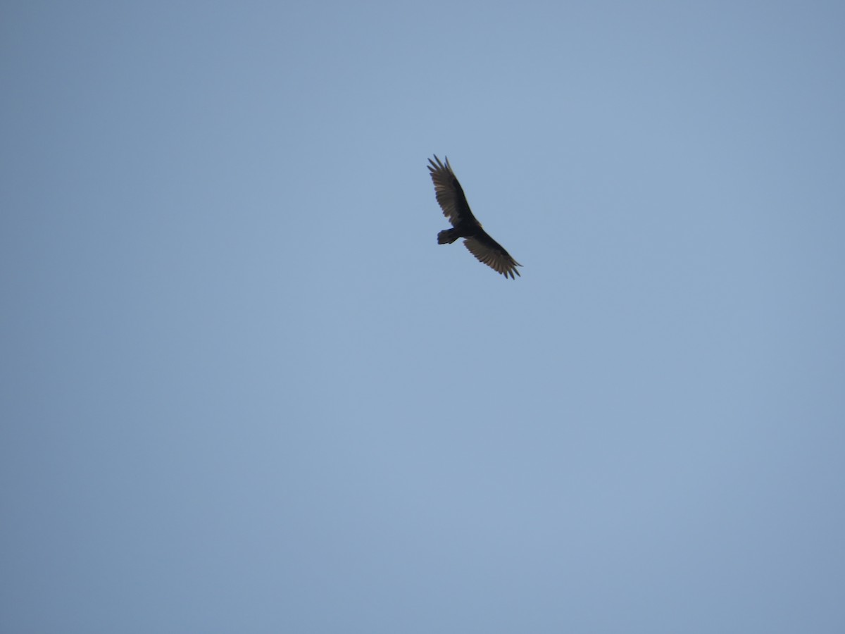 Turkey Vulture - ML621825630