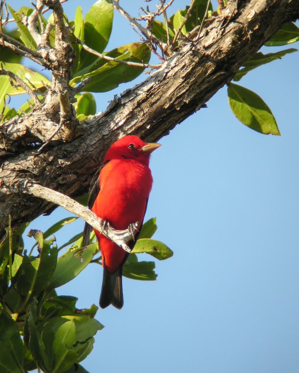 Piranga écarlate - ML621825655