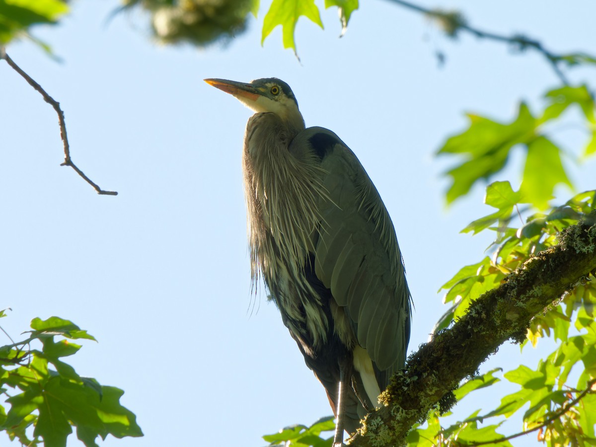 Great Blue Heron - ML621825660