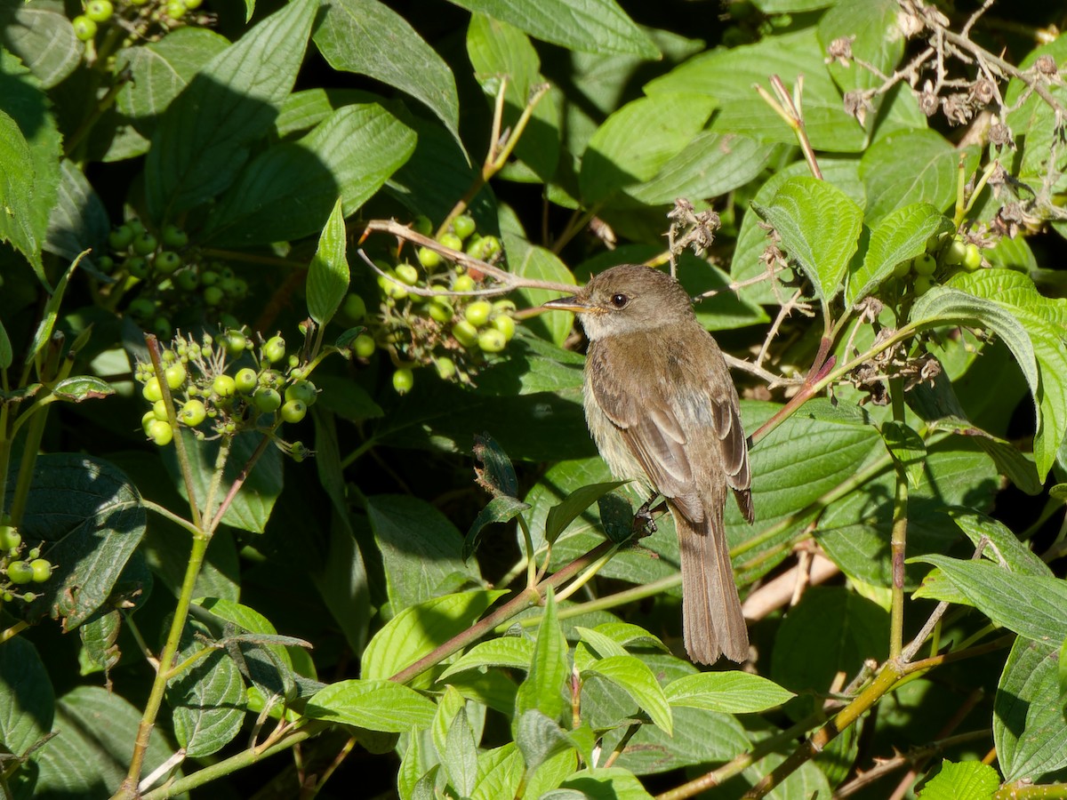 Willow Flycatcher - ML621825663