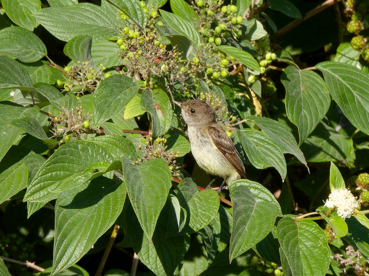 Willow Flycatcher - ML621825697