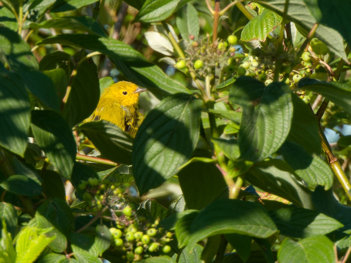 Yellow Warbler - ML621825703