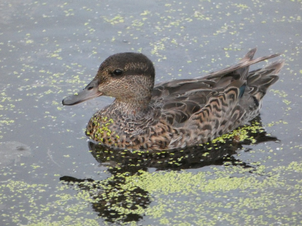Green-winged Teal - ML621825737