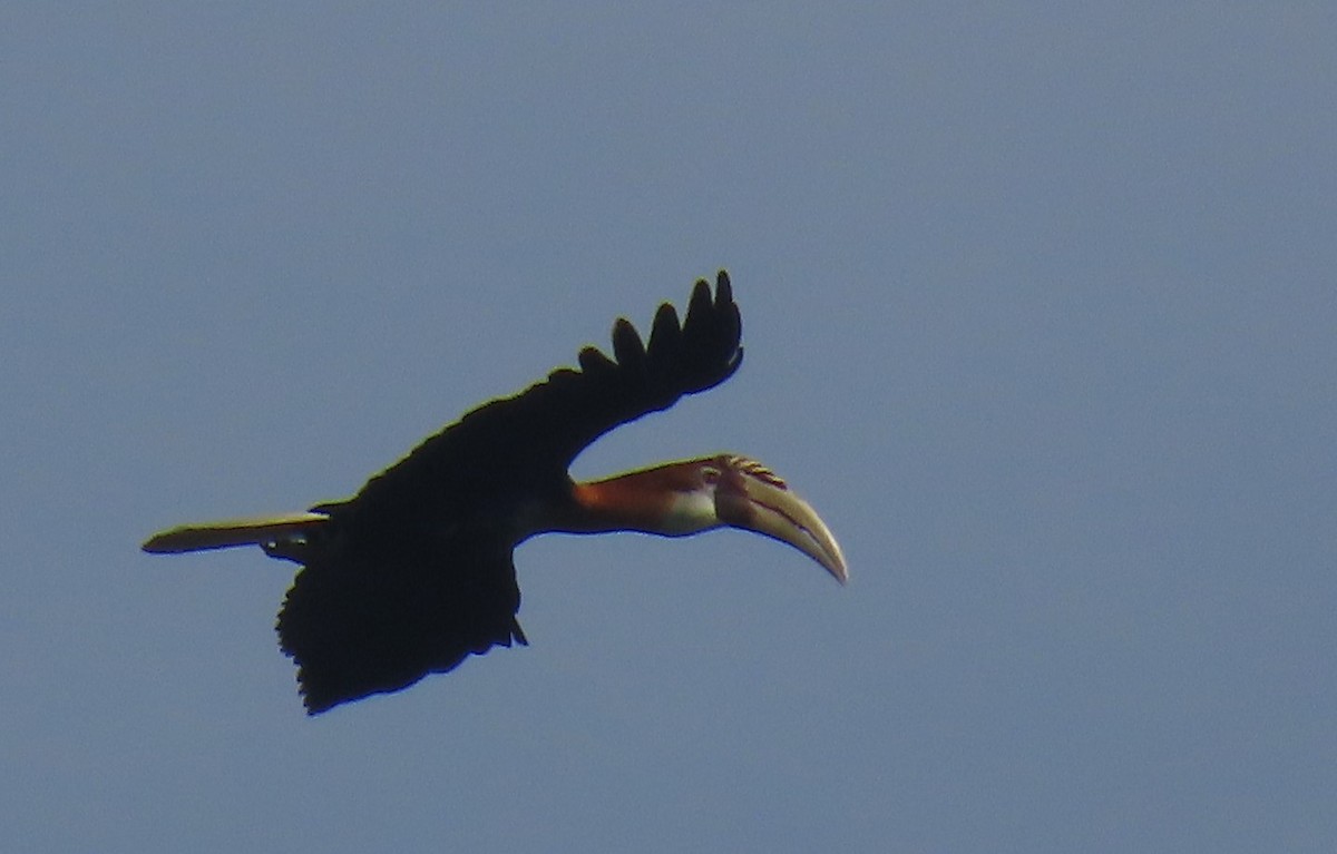 Blyth's Hornbill - ML621825751