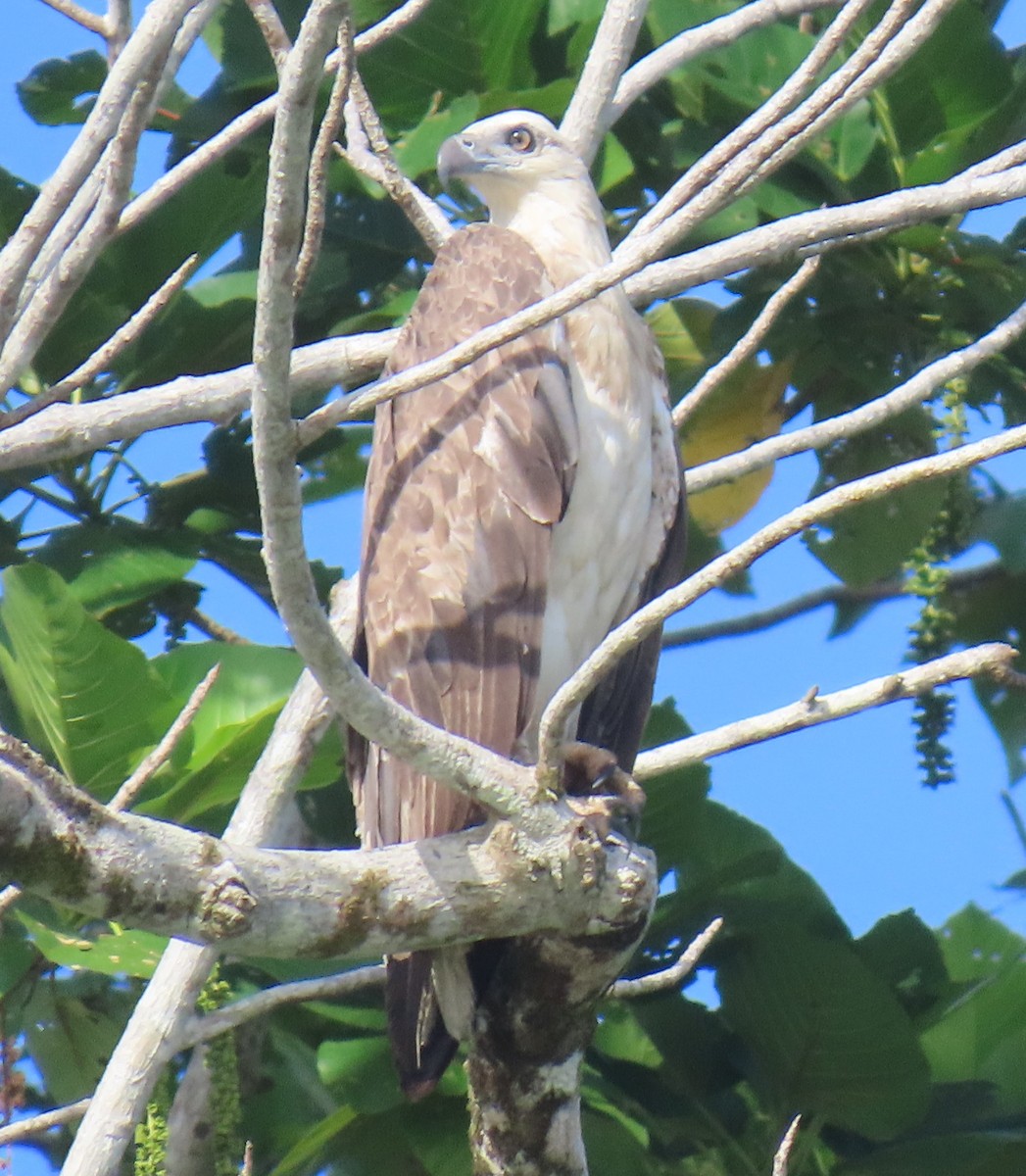 White-bellied Sea-Eagle - ML621825756