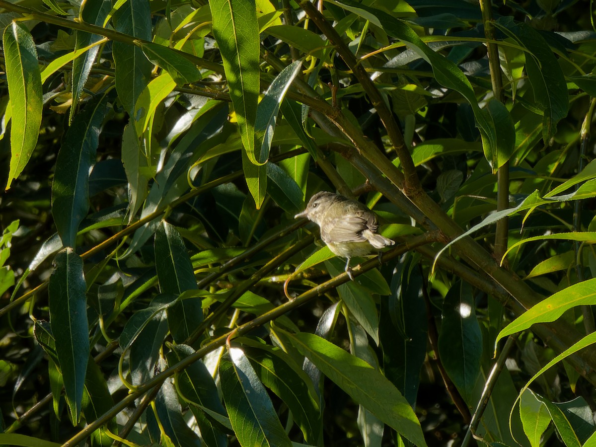 Warbling Vireo - ML621825775