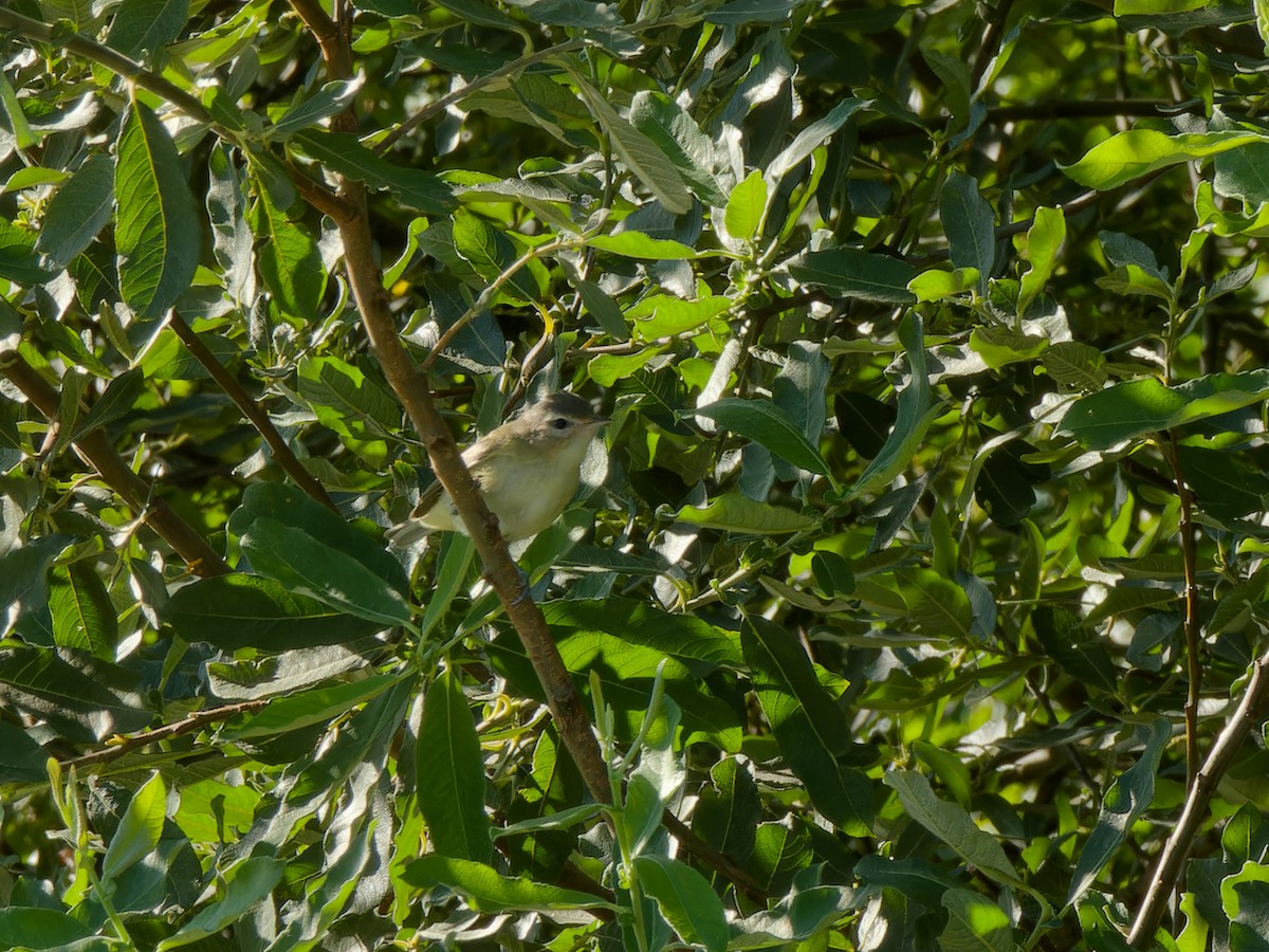 Warbling Vireo - Ankur Dave