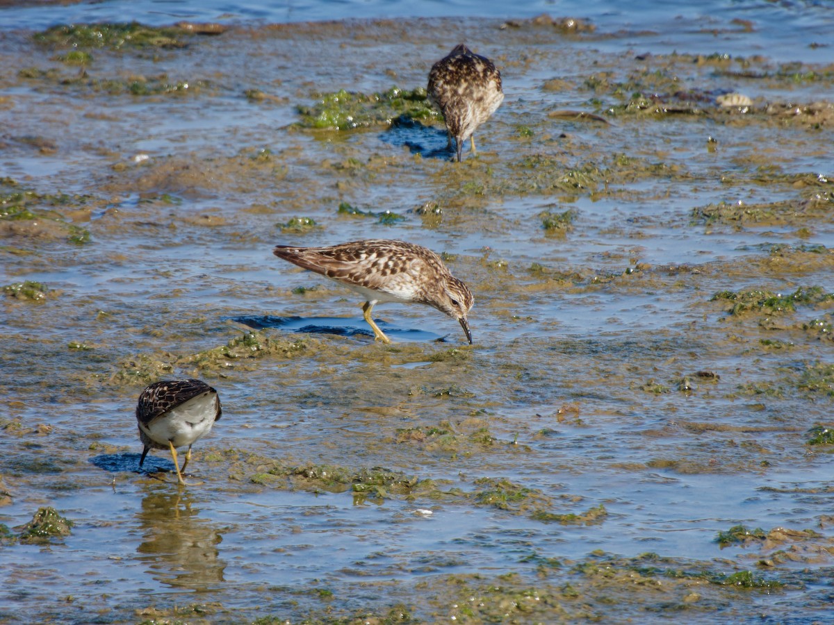 Least Sandpiper - ML621825786