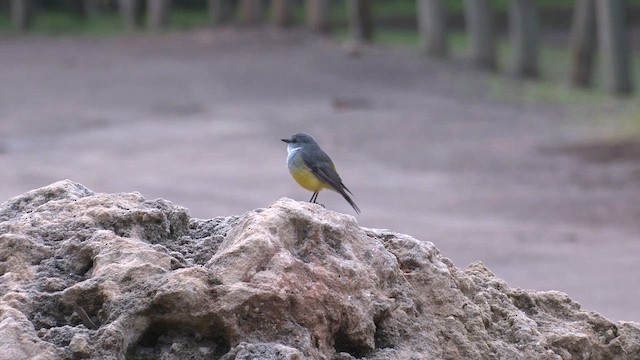 Western Yellow Robin - ML621825792