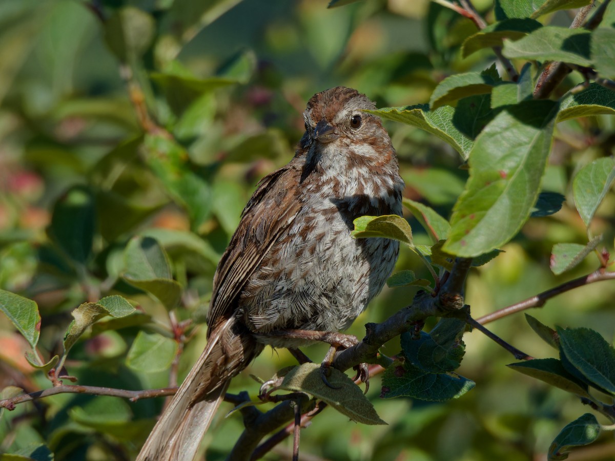 Song Sparrow - ML621825793