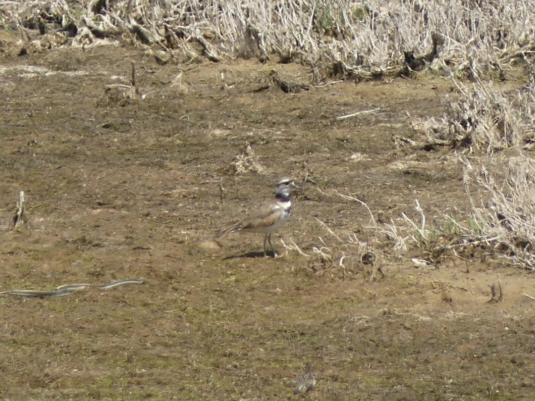 Killdeer - ML621825801