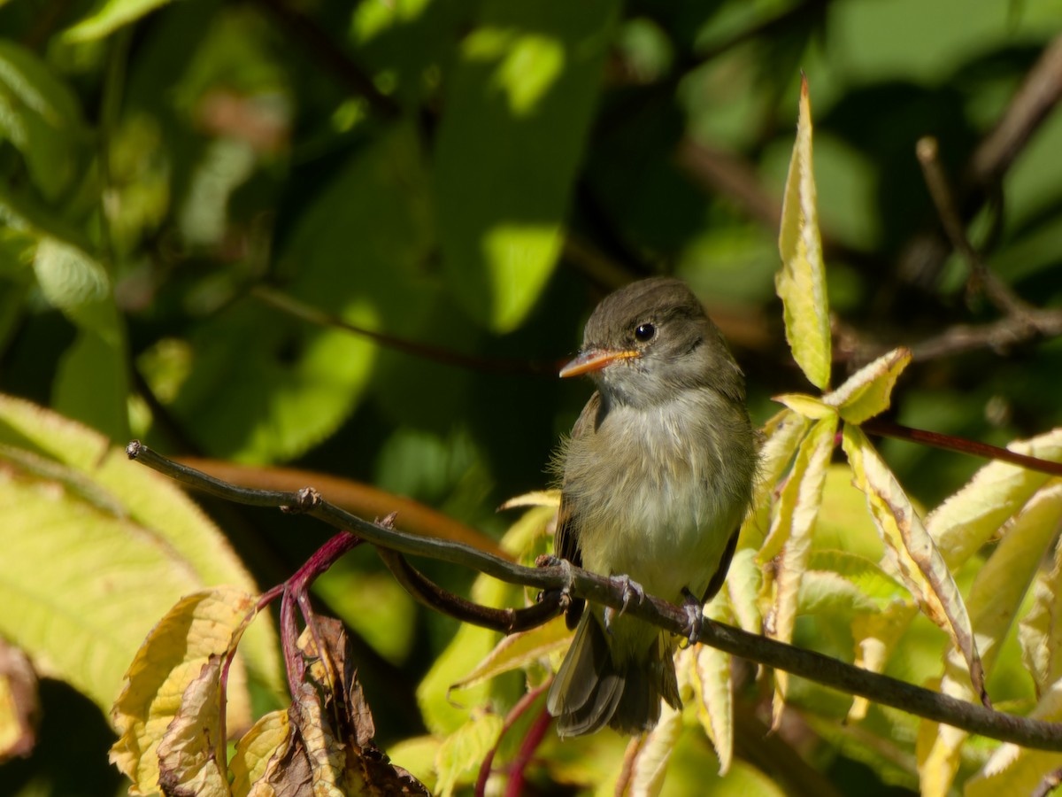 Willow Flycatcher - ML621825813