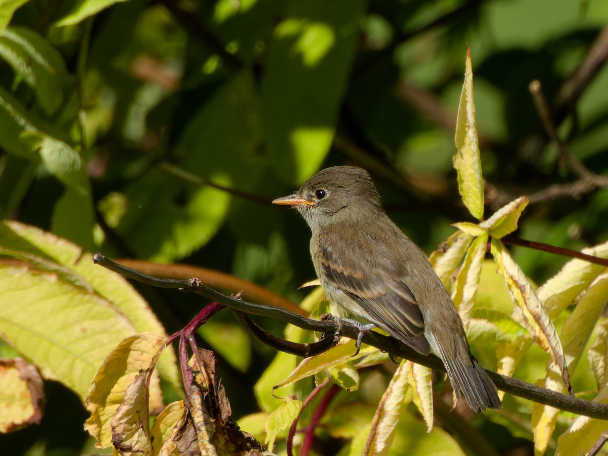 Willow Flycatcher - ML621825817