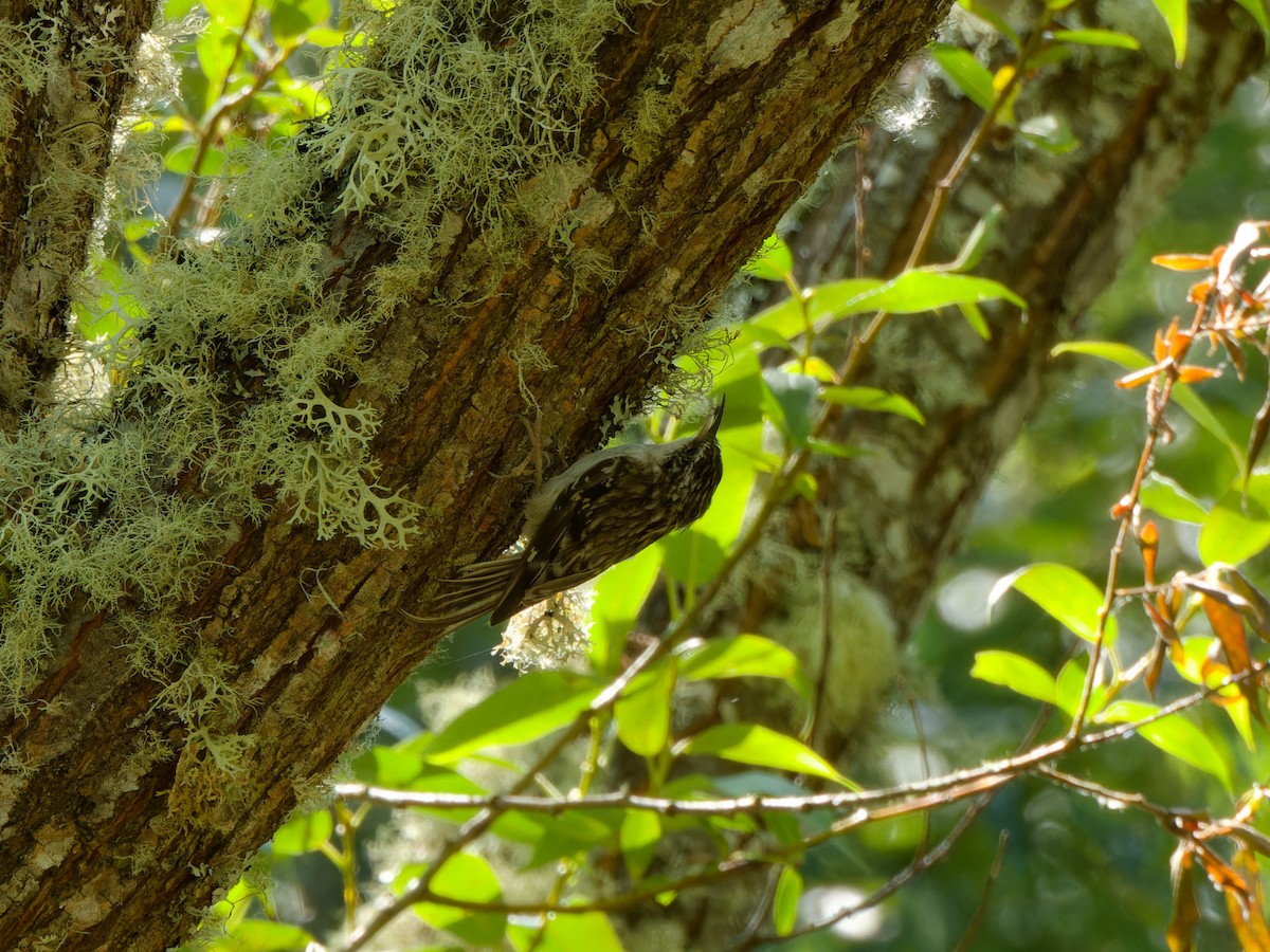 Brown Creeper - ML621825826