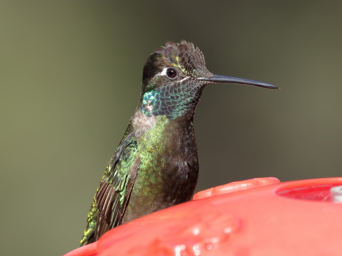 Rivoli's Hummingbird - ML621825828