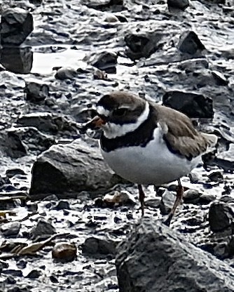 Semipalmated Plover - ML621825834