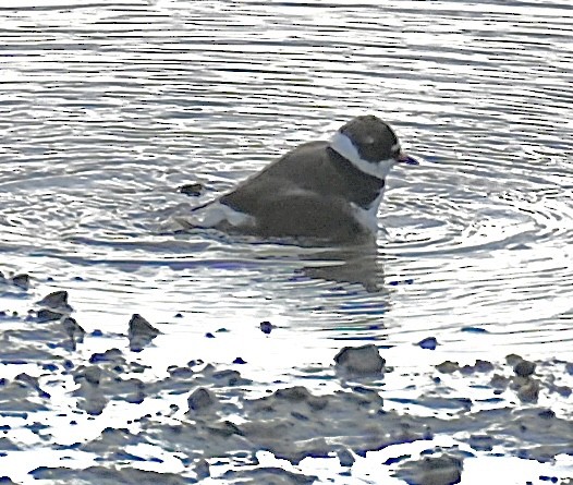 Semipalmated Plover - ML621825835