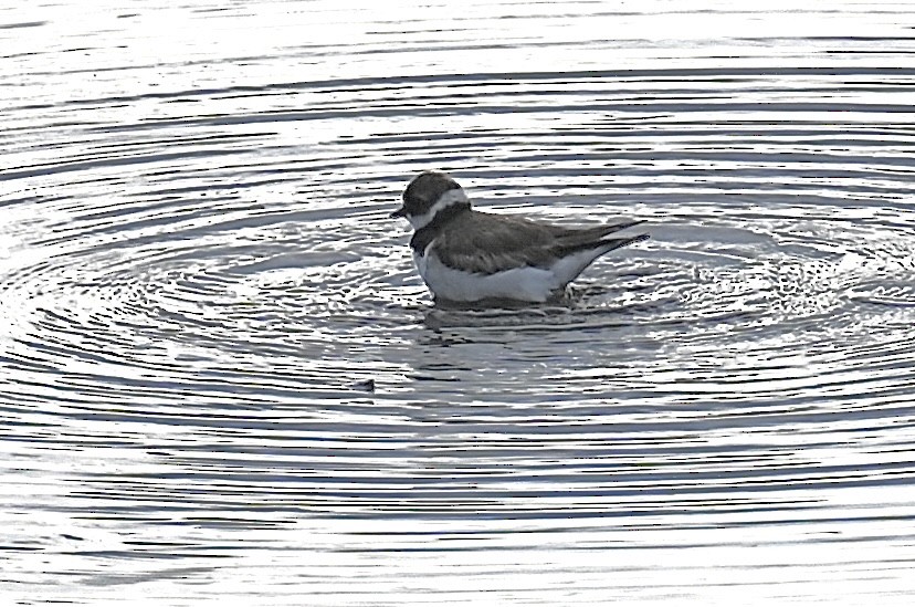 Semipalmated Plover - ML621825836