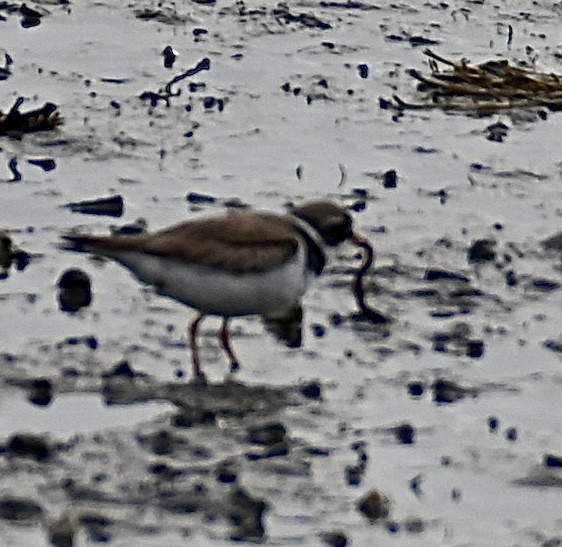 Semipalmated Plover - ML621825837