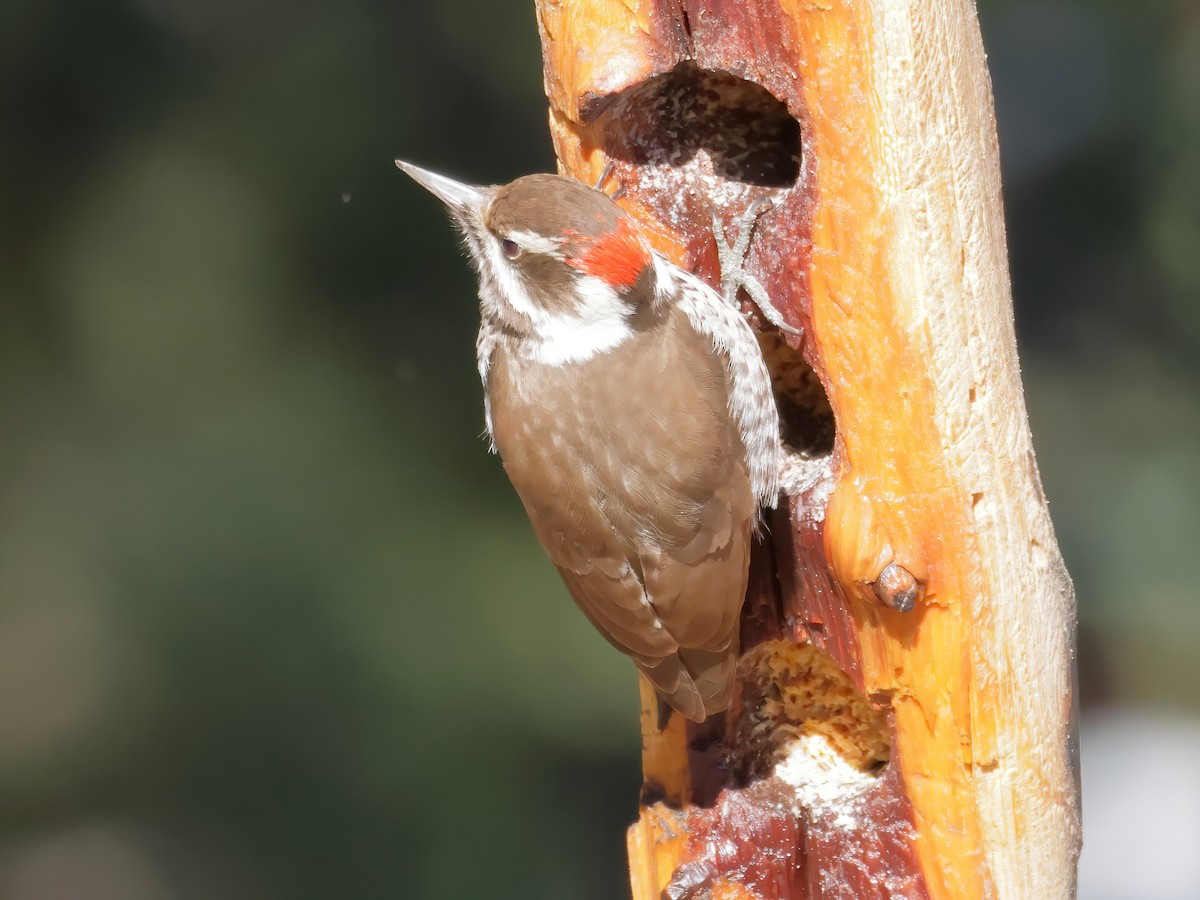 Arizona Woodpecker - ML621825852