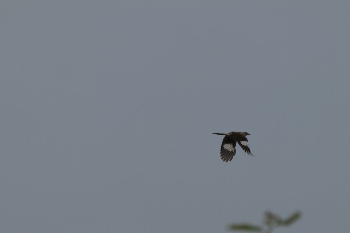 Northern Mockingbird - ML621825859