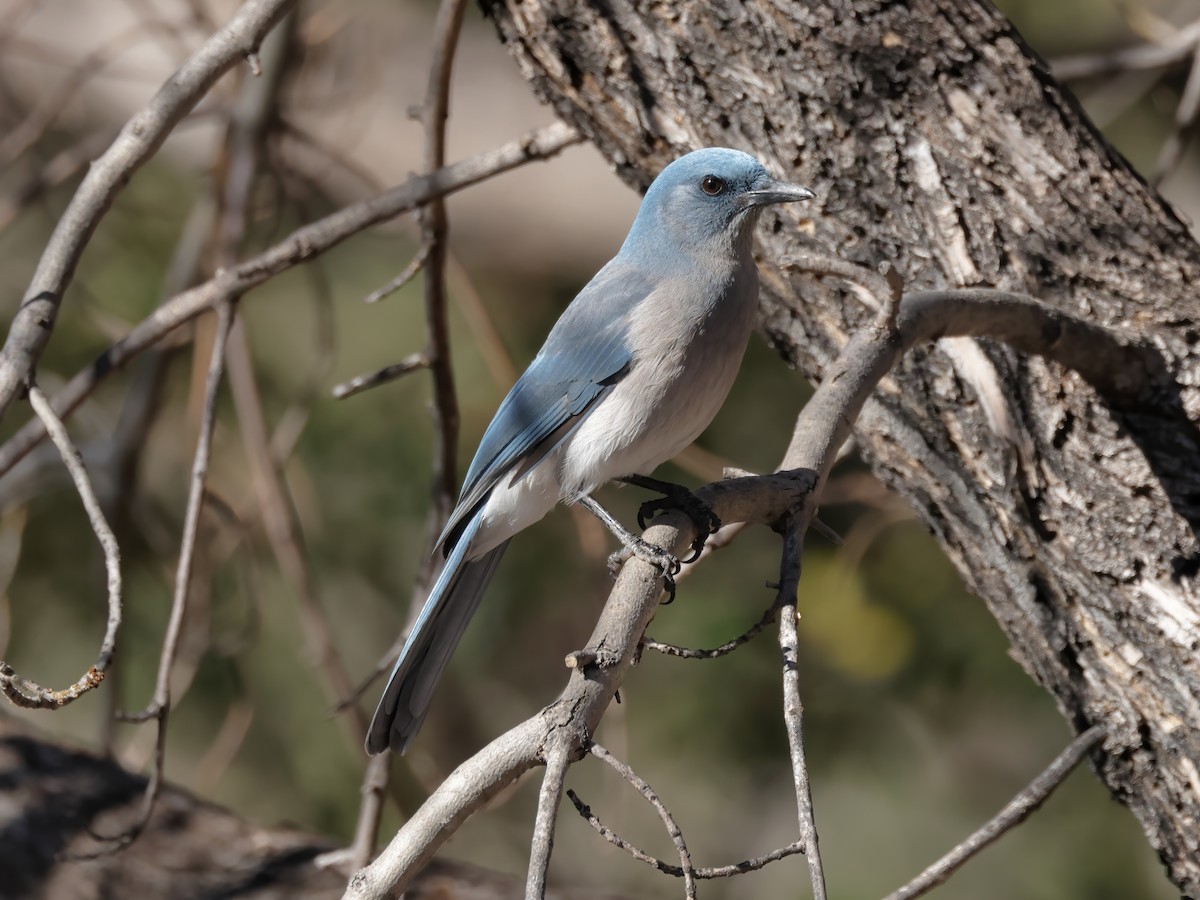 Mexican Jay - ML621825869