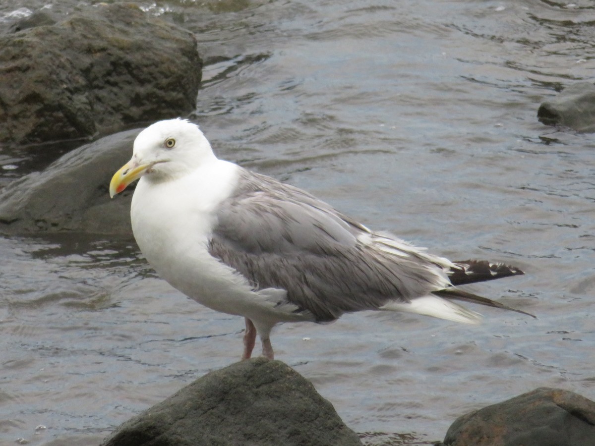 Gaviota Argéntea (americana) - ML621825886