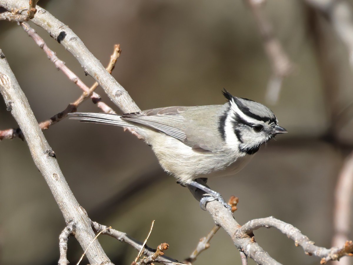 Bridled Titmouse - ML621825889