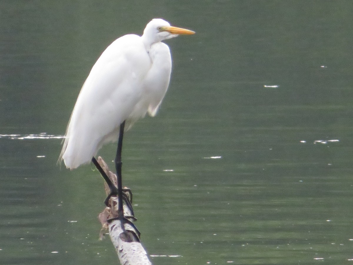 Great Egret - ML621825890