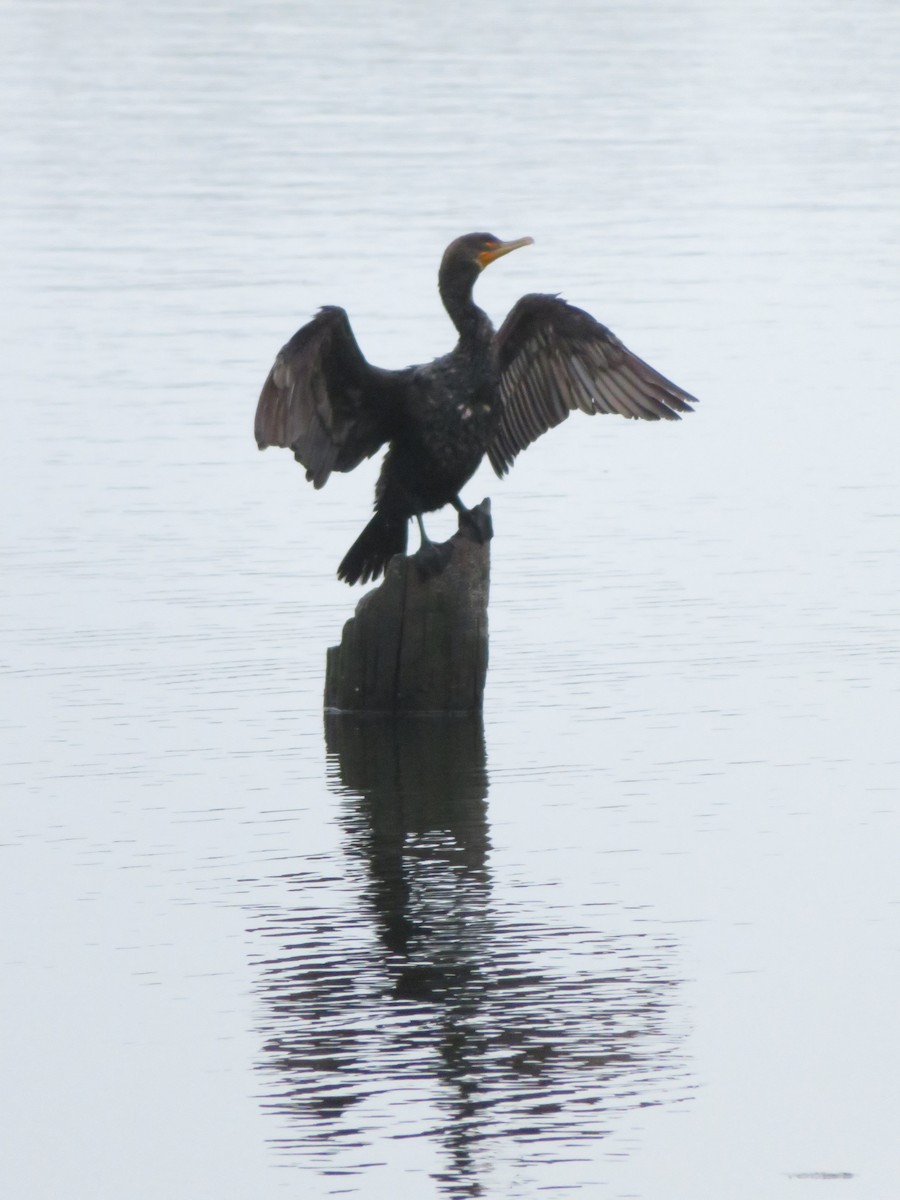 Double-crested Cormorant - ML621825897