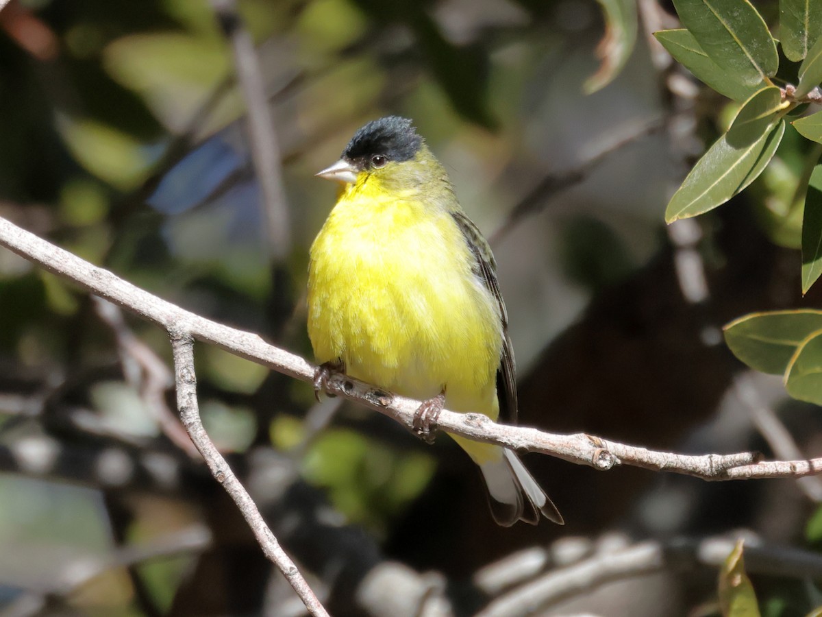 Lesser Goldfinch - ML621825915