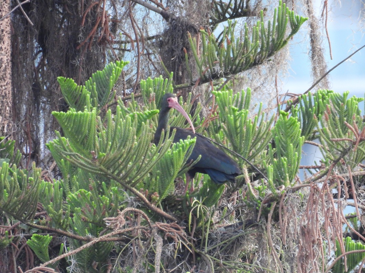 Bare-faced Ibis - ML621825917